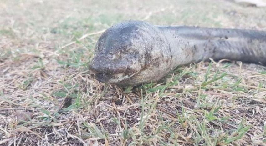 La misteriosa criatura que fue encontrada en un lago de Argentina