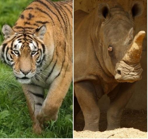 Polémica por decisión de China que autoriza el comercio de productos en base a tigre y rinoceronte