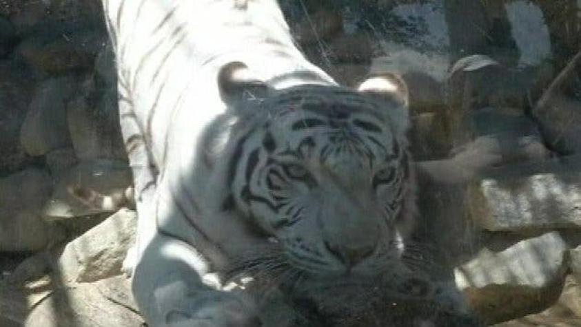 Tigre blanco mata a un cuidador de zoológico en Japón