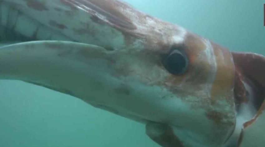 [VIDEO] Calamar le llena la cara de tinta a un pescador que lo saca del agua
