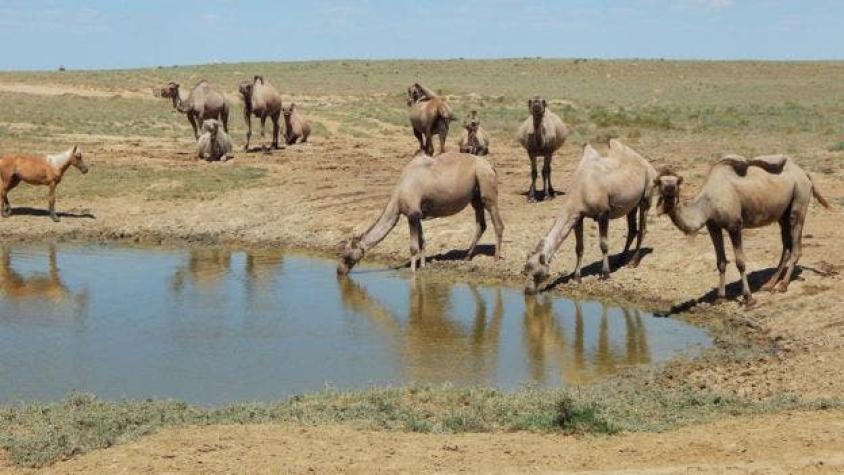 [VIDEO] La lucha de un grupo de camellos por atravesar un desierto azotado por la lluvia