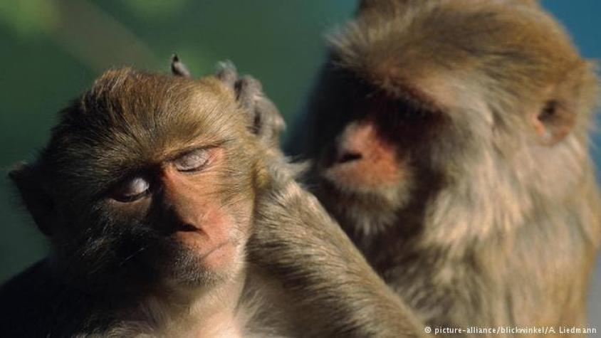 [VIDEO] Un bebé mono intenta despertar a su madre muerta en un atropello