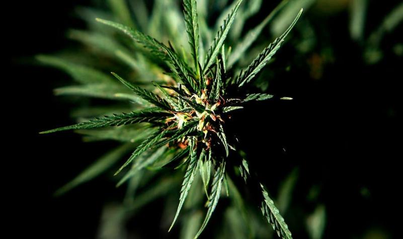 Sativex: Comienza venta del primer medicamento derivado del cannabis en Chile