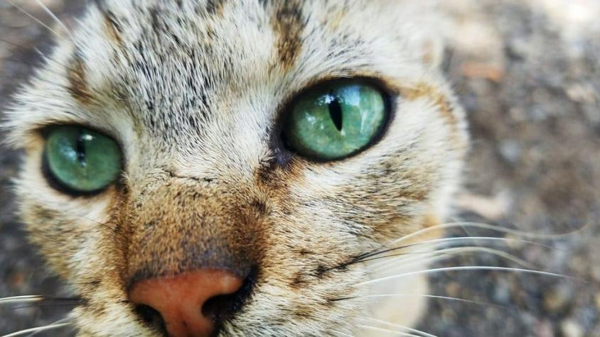 [VIDEO] El extraño canto de un gato que se toma las redes sociales