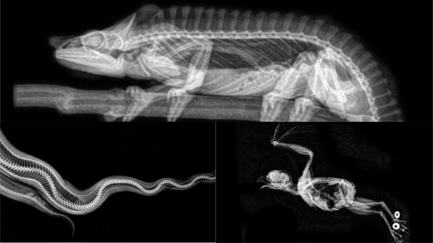 [FOTOS] ¿Cómo lucen un murciélago, un tigre y otros animales vistos a través de rayos X?