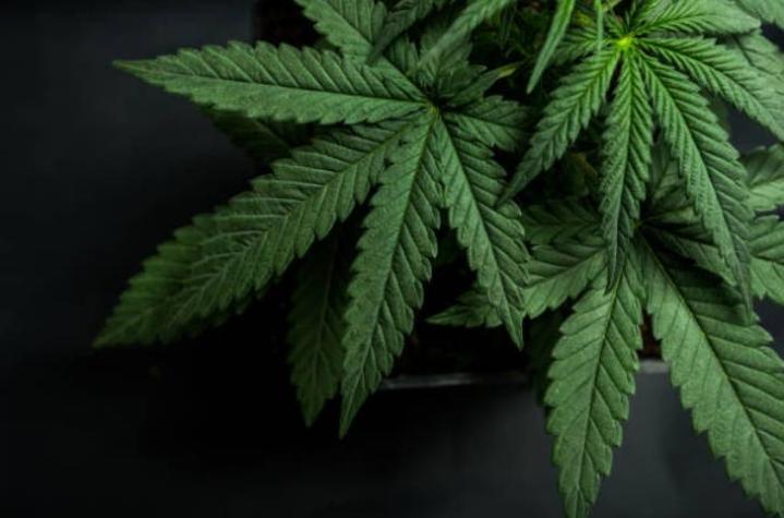 Director del Senda: “Nosotros no vamos a legalizar la marihuana”