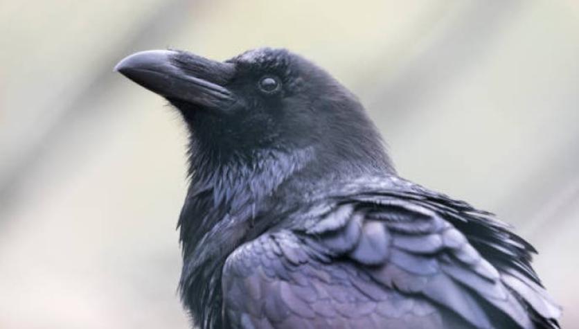 [FOTOS] La ilusión óptica de un "cuervo" que genera debate en redes sociales