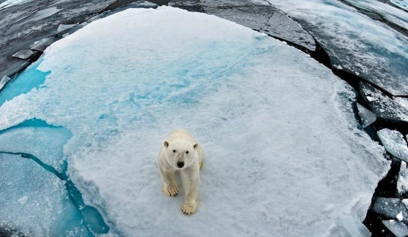 WWF: La Tierra perdió el 60% de sus animales salvajes en 44 años