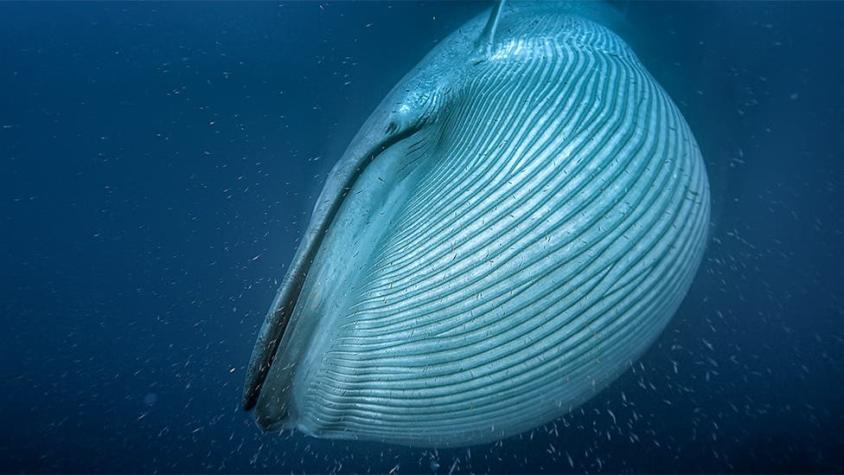 El satélite espacial que ayuda a hacer un exhaustivo conteo de las ballenas del mundo