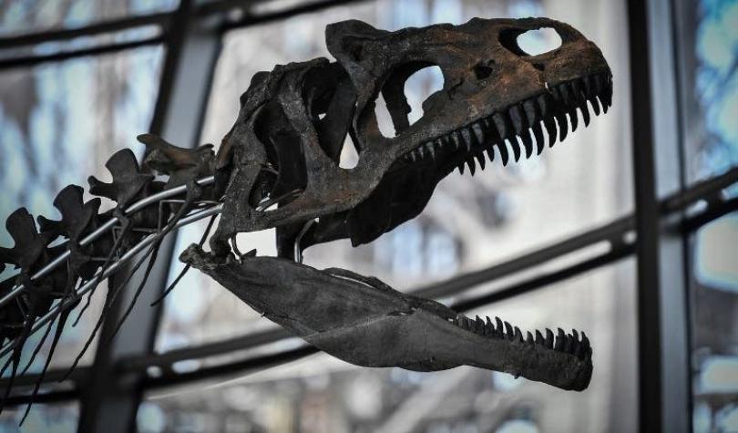 Hallan restos de una nueva especie de dinosaurio en Argentina