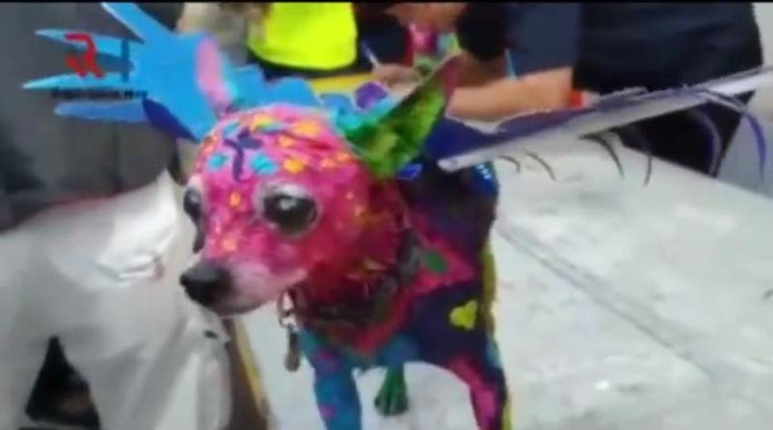 Indignación en redes sociales por mujer que decidió pintar a su perro