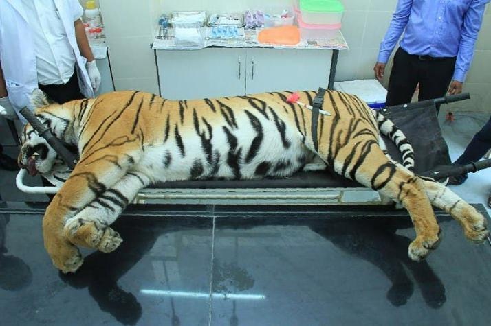[FOTOS] Una tigresa "asesina" es abatida en India, tras una enorme batida