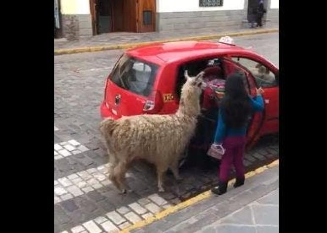 [VIDEO] Alpaca se convierte en viral al subir a un pequeño taxi junto a su dueña