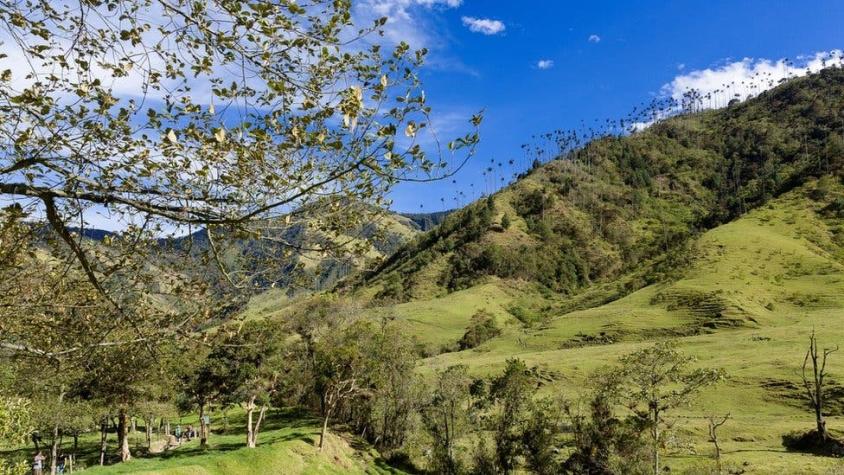 Por qué la palma de cera, el árbol nacional de Colombia, podría estar a punto de extinguirse