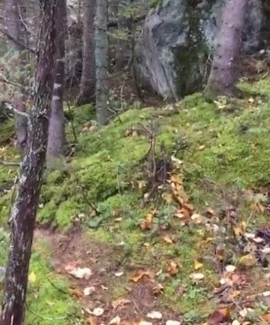 [VIDEO] Así es el impresionante bosque que "respira" en Canadá