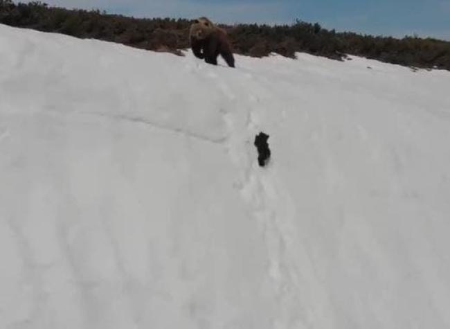 [VIDEO] La historia no contada detrás del video viral de una madre oso y su cría