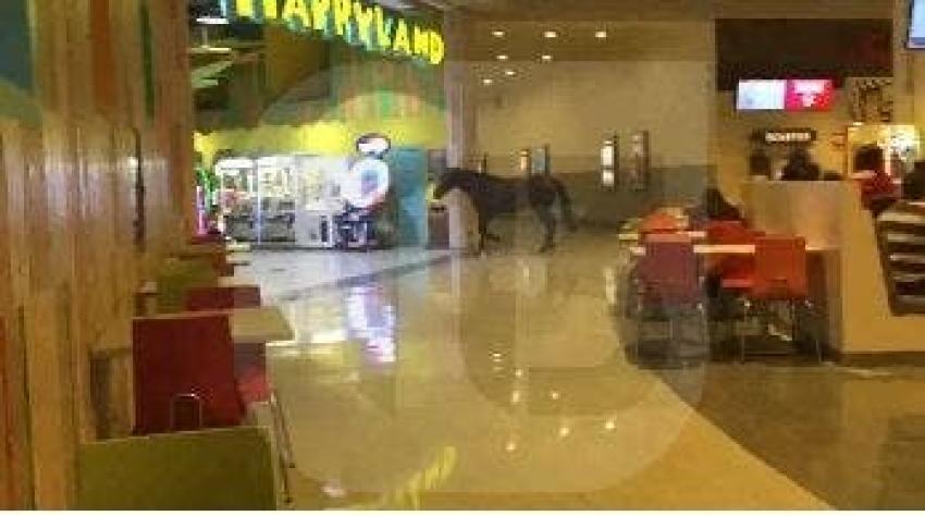 [VIDEO] Caballo sorprende a clientes al ingresar a un mall en Coronel