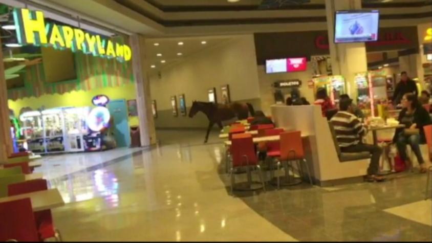 [VIDEO] ¿Cómo fue que un caballo ingresó a un mall en Coronel?