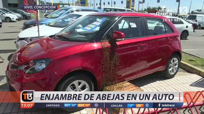 [VIDEO] Concepción: El impactante registro de un enjambre de abejas posado en un auto