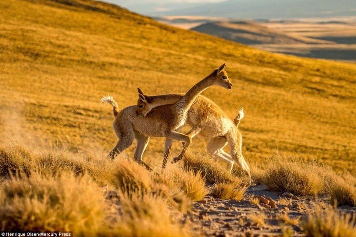 [FOTOS] La tierna pelea de dos vicuñas chilenas que dio la vuelta al mundo