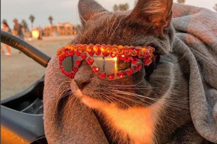 [FOTOS] Bagel, la gata que nació sin párpados y es tendencia gracias a sus lentes de sol
