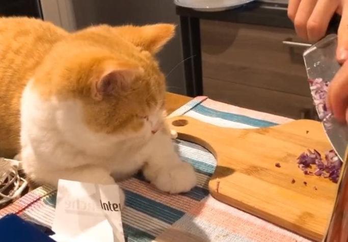 [VIDEO] Curioso gato sufre las consecuencias de cortar cebolla junto a su "dueña"