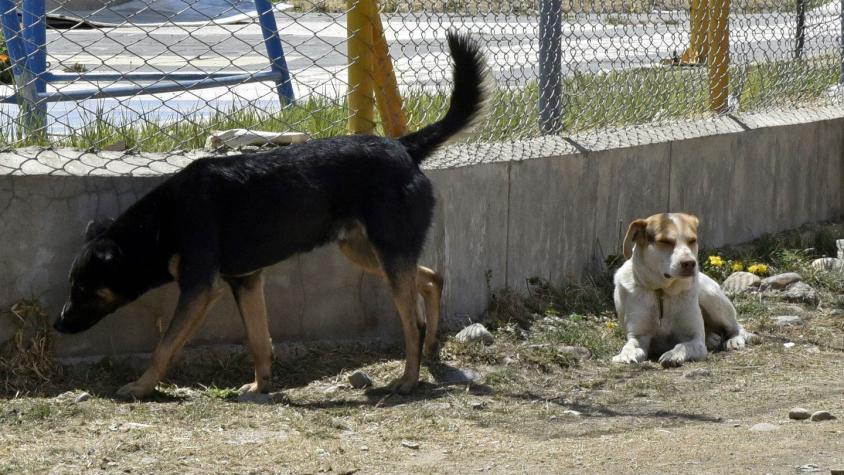 Corea del Sur cierra el mayor matadero de perros