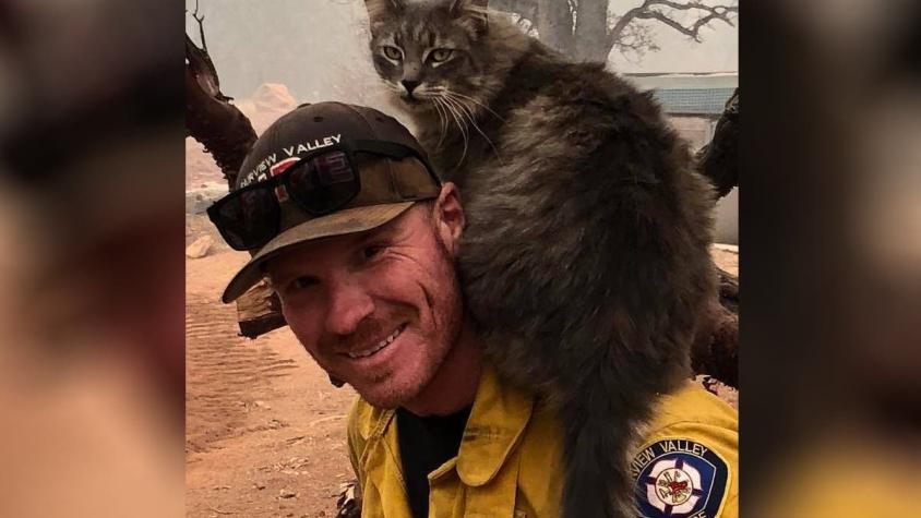 La historia del Gato que no se despega de bombero que lo salvó del incendio en California