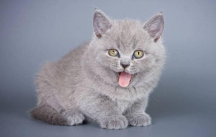 Cómo la lengua de los gatos puede revolucionar la industria de la limpieza