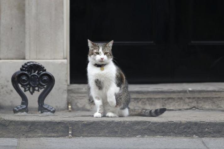 [VIDEO] El gracioso impasse que vivió Larry, el gato que es "funcionario de gobierno" en Reino Unido