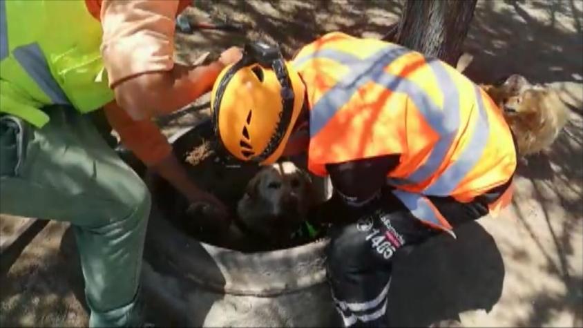 [VIDEO] El emocionante rescate de un perro labrador que cayó a un canal en Lo Barnechea