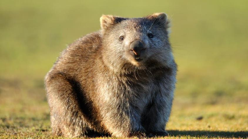 Revelan el misterio de por qué los wombats producen heces en forma de cubo