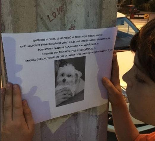 La tierna campaña que realiza niño para encontrar a su perrita: Ofrece pan de pascua y 3 mil pesos