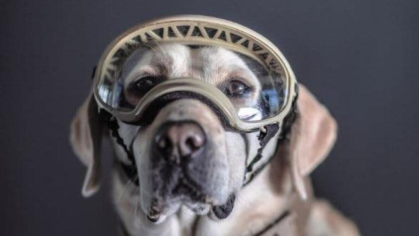 Frida y otros perros de México que se convirtieron en "héroes" por labores de rescate en terremotos