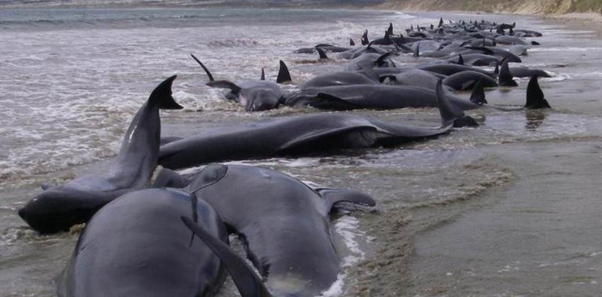 Impacto por hallazgo de 145 ballenas muertas en una playa remota de Nueva Zelanda