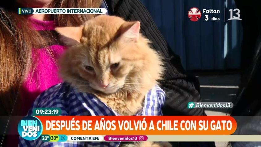 [VIDEO] Micifuz: El gato que viajó desde Venezuela en el vuelo de "Plan Retorno"