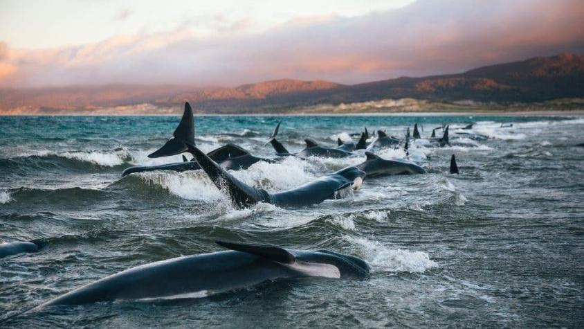 "Nunca olvidaré sus gritos": el testimonio de la joven que descubrió 145 ballenas agonizantes