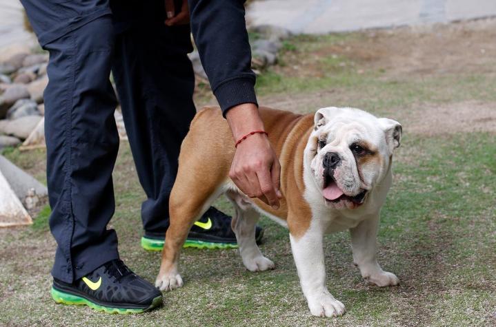 Dueño de bulldog deberá indemnizar a persona que fue atacada por su mascota