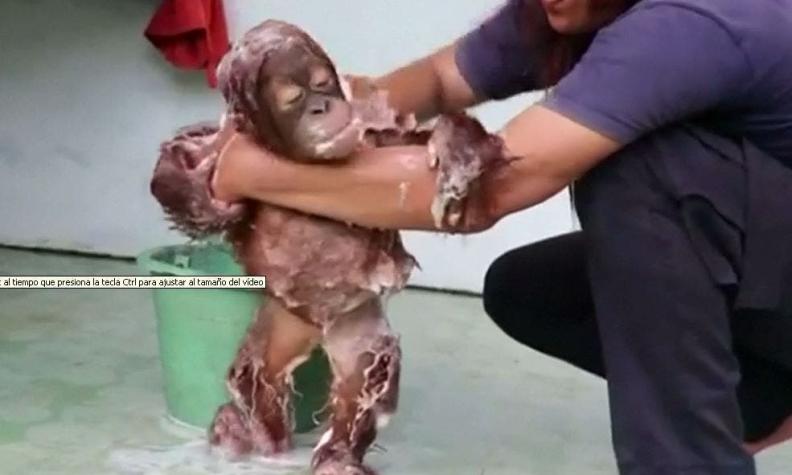 [VIDEO] El adorable registro del baño de un orangután bebé se vuelve viral
