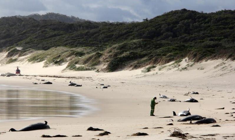 Hallan cerca de 30 ballenas varadas en una playa de Australia