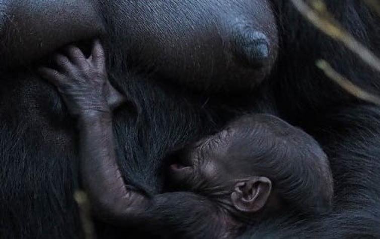 [VIDEO] El tierno registro de un gorila recién nacido en zoológico de Moscú