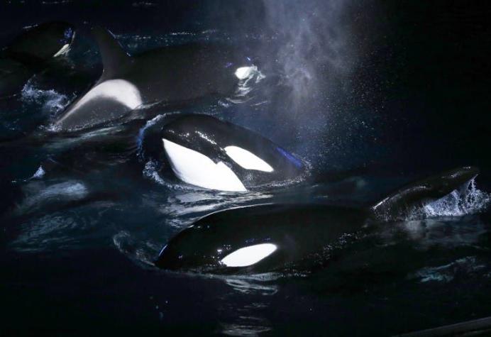 [VIDEO] Familia de orcas sorprende a pescadores en la costa del Biobío