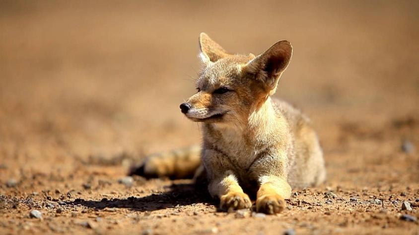 Cazador que tortura a un zorro causa indignación en España