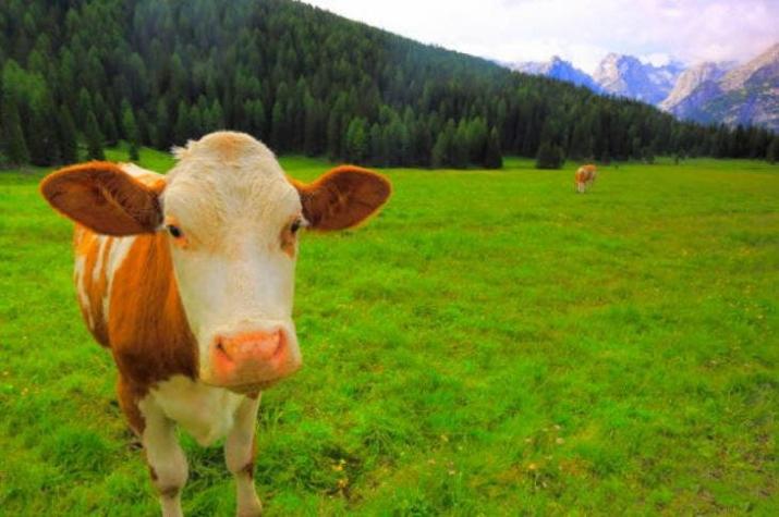 [VIDEO] Vaca escapa camino al matadero, evade a la policía y termina viviendo en un santuario