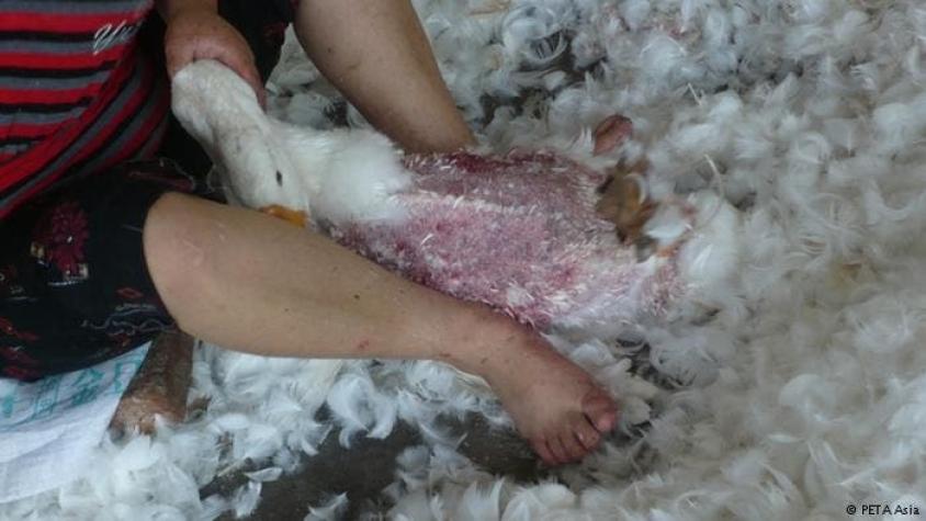 Los gansos que viven hasta cuatro años de tortura por una chaqueta de plumas