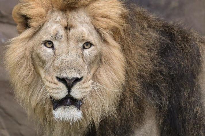 León escapa desde zoológico en Estados Unidos y mata a una persona