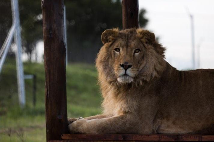 España: Fundación denuncia a pareja por usar a león para fotos eróticas