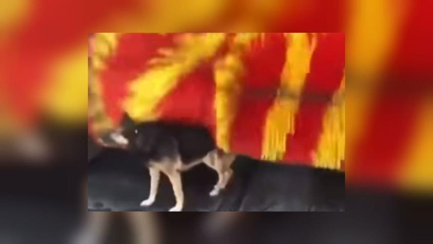 [VIDEO] El tierno video de un perro que aprovechó de acicalarse en un autolavado