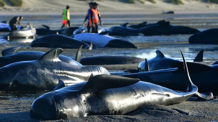 Por qué 145 ballenas quedaron varadas en una costa paradisiaca de Nueva Zelanda
