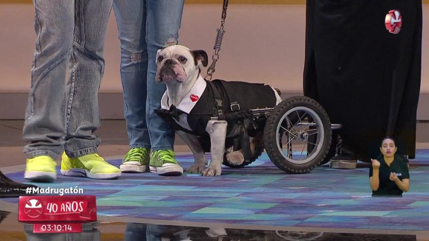 [VIDEO] Elegante perrito en silla de ruedas enterneció a televidentes de Teletón